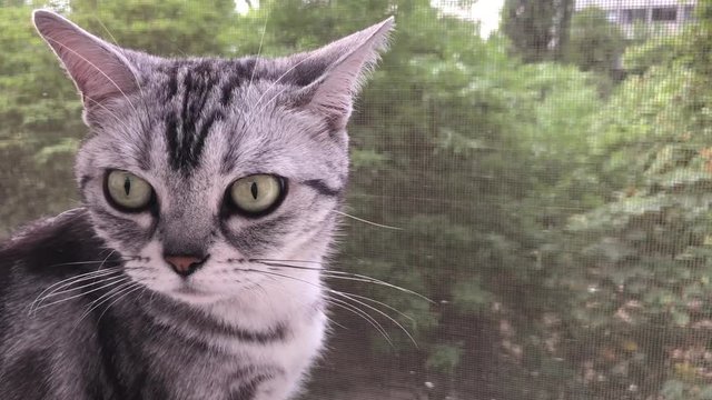 Cute American Shorthair Cat Sitting On The Window Silly With Big Green Eyes Pet Animal Looking Outdoor. Summer Season Tree Outside. Adorable Kitten American Short Hair Waiting Home Owner