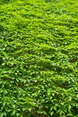 leaves close up. many leaves