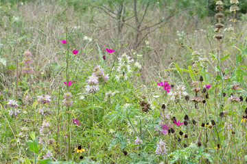 Wildflowers in a field