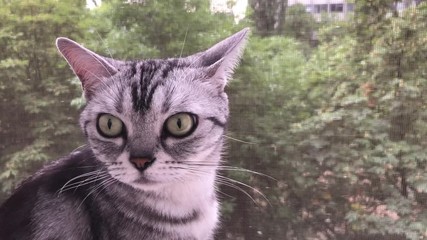 Cute American shorthair cat sit on the window silly with big green eyes pet animal. Summer season tree outside. Adorable kitten american short hair - Powered by Adobe