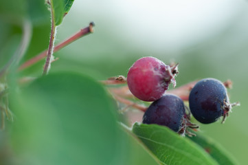 ripe berries of a Pyrus on a branch