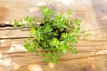 Plant in pot on the wooden table gardening concept