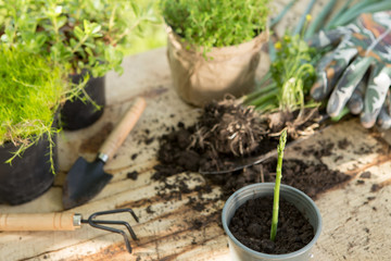 Asparagus seedling, plants in pots and garden tools on the wooden table gardening concept