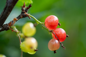 ripe and unripe berries on a branch