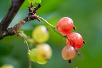 ripe and unripe berries on a branch