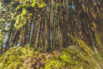 Big trees and landscape, forest in towns in colombia