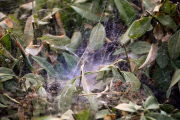 spider web on leaves