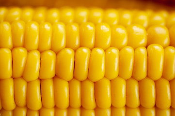 texture of boiled corn wet