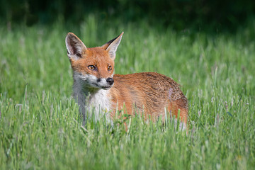 A red fox stands in the grass and looking alert to the right into copy space