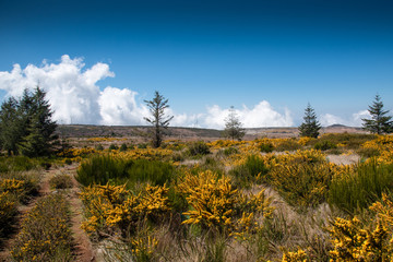 Blooming yellow genista on the plateau Paul da Serra on the island of Madeira in Portugal.