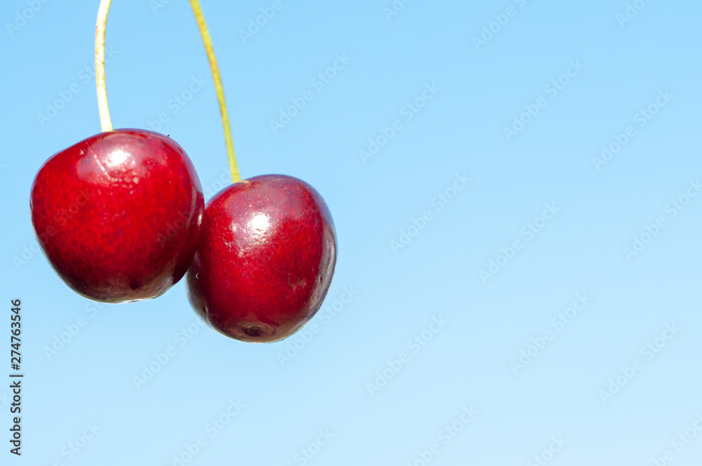 Wall mural ripe cherry on blue background