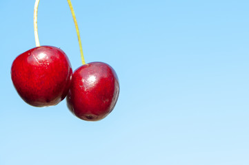ripe cherry on blue background
