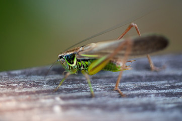 grasshopper on the macro Board