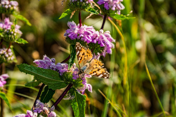meadow, plants, flower, butterfly, fauna, flora, bright, colors, nature, beauty