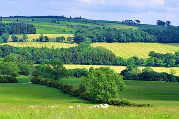 Fototapeta na wymiar Summer and sheep in Crosby Ravensworth, Yorkshire Dales