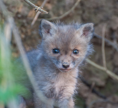 Rotfuchs / Redfox puppy