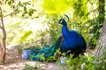 Obraz premium A Peacock in greenage