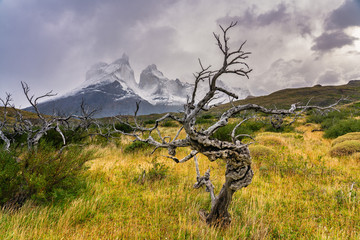 Fototapeta premium Tree in Patagonia with Los Cuernos