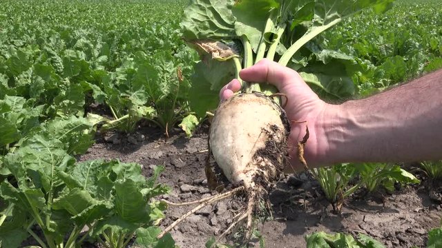 Farmer holding extracted sugar beet root crop