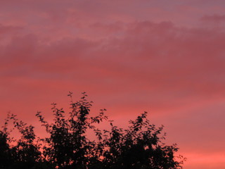 Obraz premium sunset in the forest