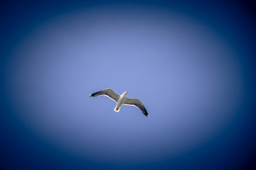 Möwe