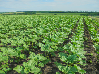 field of young green sunflowers that are planted in even rows