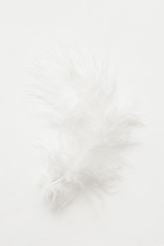 Fluffy feather isolated on white background