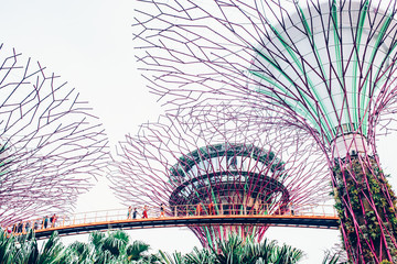 SINGAPORE, SINGAPORE - MARCH 2019:Supertree Grove & OCBC Skyway at Garden by the Bay