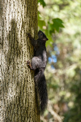 one cute black squirrel cling on the  thick tree trunk in the park under the sun