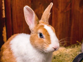 A white rabbit with orange spots sits in a cage_