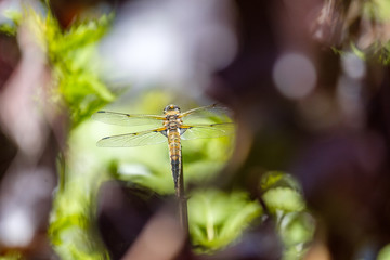 Fototapete bei efototapeten.de bestellen   