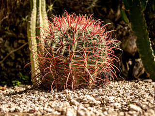 Fototapeta premium interesting ball cactus while blooming on stone bed