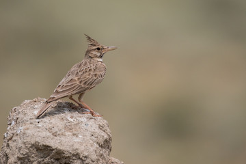 Stunning bird photo. Crested lark / Galerida cristata