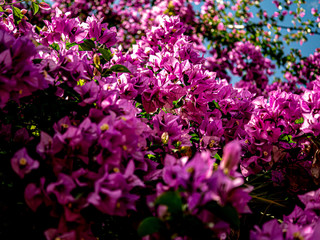 Magnificent blooming pink morning glory bush.