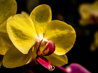 Macro from a big yellow orchid