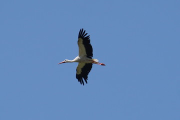 White stork