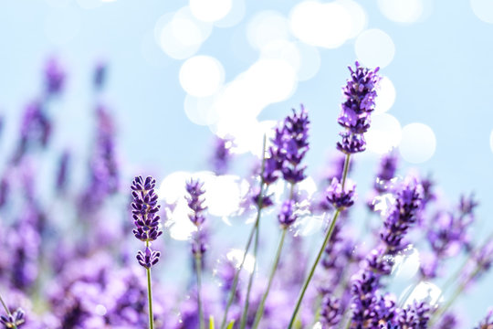 flower field filled with beautiful purple lavender flowers under the morning sun with bright bokeh light from the water surface in the background