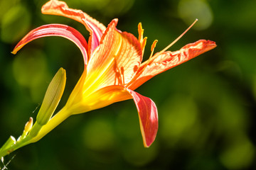 Fototapete bei efototapeten.de bestellen   