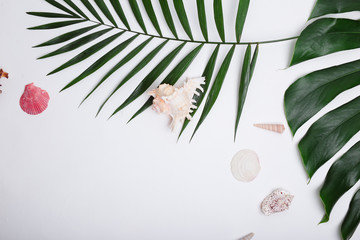 Tropical palm leaves and sea shells on white background.