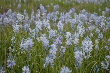 Fototapeta premium Camas Flowers