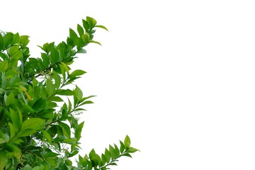 Tropical plant with leaves branches on white isolated background for green foliage backdrop 