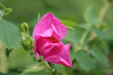 Closeup Of The Rose, Whitemud Park, Edmonton, Alberta