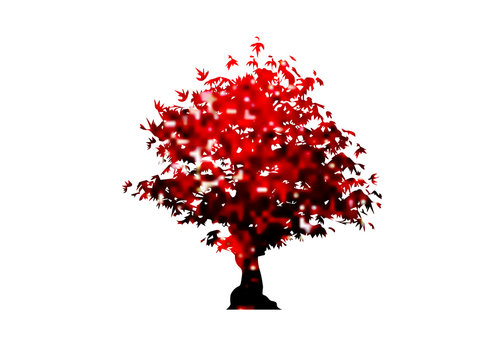 Vector Red Maple Tree Icon Isolated On White Background. Acer Palmatum, Deshojo, Japanese Maple Plant Bonsai Tree. Scarlet Princess Dwarf Japanese Maple