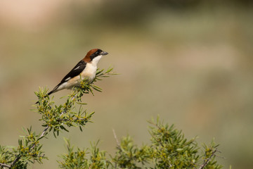 Stunning bird photo. Woodchat shrike / Lanius senator