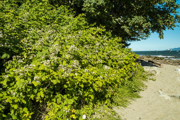 Fototapeta na wymiar dense green bushes and trees beside sandy beach on a clear sunny day