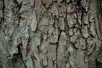 texture of the apple tree bark Background macro