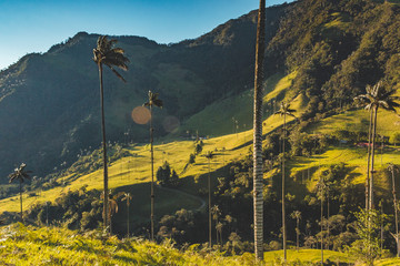 Wax palm trees of Cocora Valley, Colombia