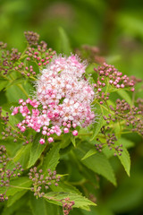 dense tiny pink flowers blooming on top of bushes in the garden