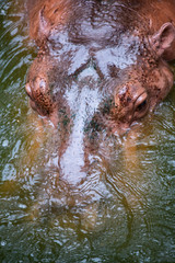 Big hippo in the water