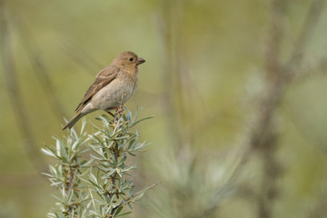Stunning bird photo. Common rosefinch / Carpodacus erythrinus